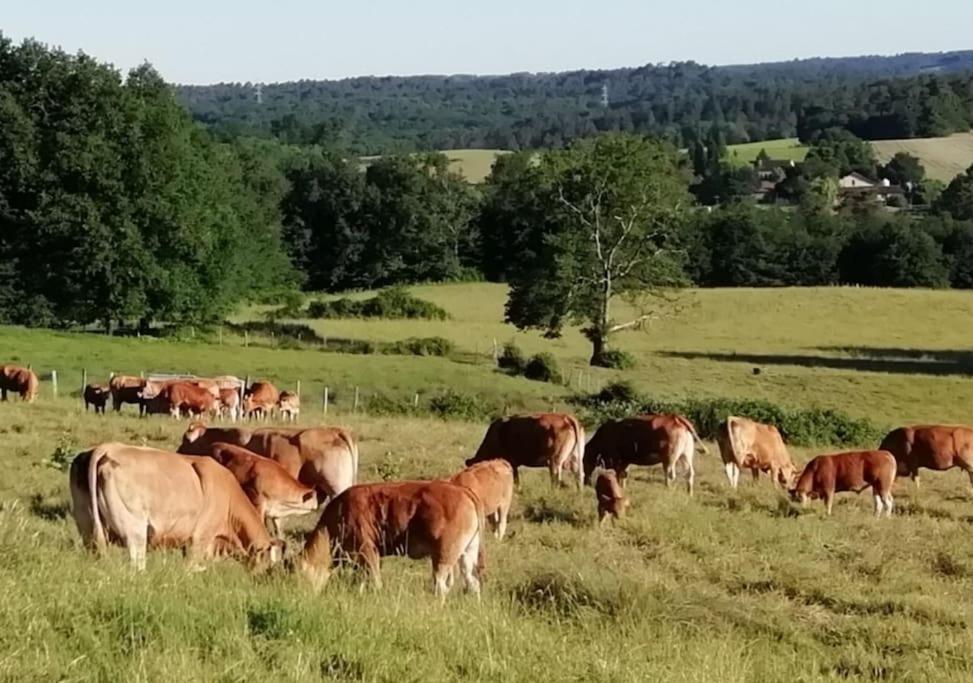 Gite Aux Bois D'En Temps Lunas  Exteriér fotografie